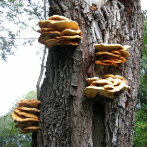An verschieden Stellen eines Baumstammes wachsen gelb-orange Konsolenpilze