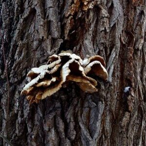 Raue Borke mit einem schlaffen, braunen Konsolenpilz