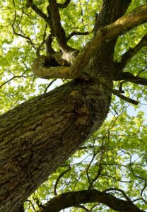 Toter Ast inmitten einer grünen Eichenkrone mit jungen Blättern