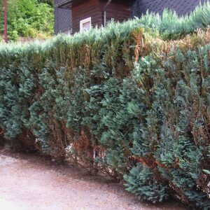 Thuja/Lebensbaum-Hecke vor einem Haus