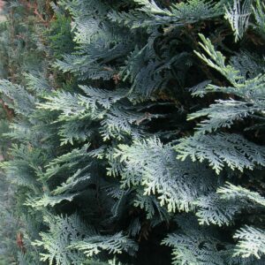 Detailansicht einer Lebensbaum-Hecke