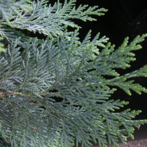 Zweig eines Lebensbaumes