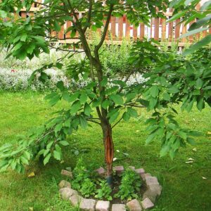 Kleiner Kirschbaum im Garten mit großem Riss in der Rinde