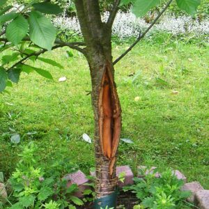 Kleiner Kirschbaum mit großem Riss längs in der Mitte des Stammes.