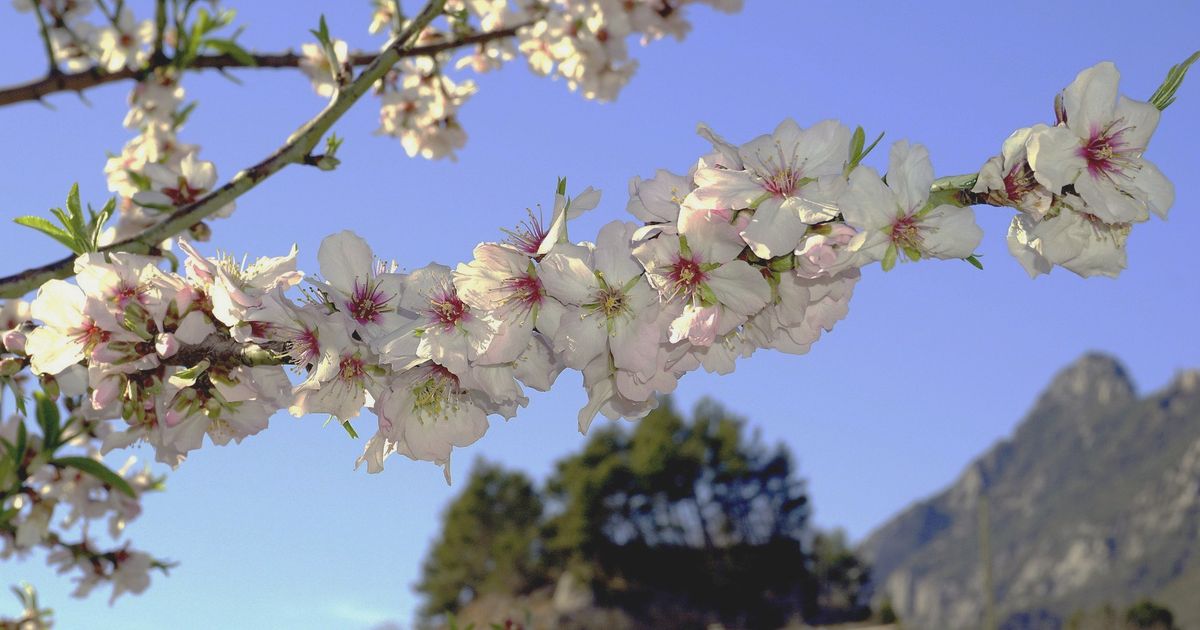 Ein Mandelzweig mit weiß-rosa Blüten