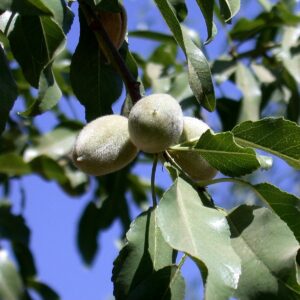Junge, grüne Mandeln zwischen Blättern am Zweig