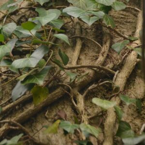 Efeuranken an einem Baumstamm