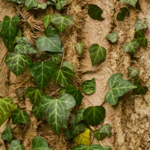 Efeuzweige mit Blättern und kleinen feinen Haftwurzeln