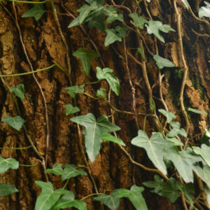 Die kleinen Efeuzweige wachsen an der Borke nach oben