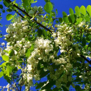 Robinienast mit Blättern und weißen Blüten