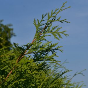 Einzelner Zweig, der aus einer Thuja-Hecke heraus wächst