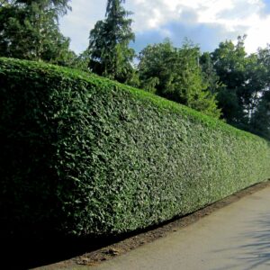 Hecke an einer Straße, dahinter stehen Bäume