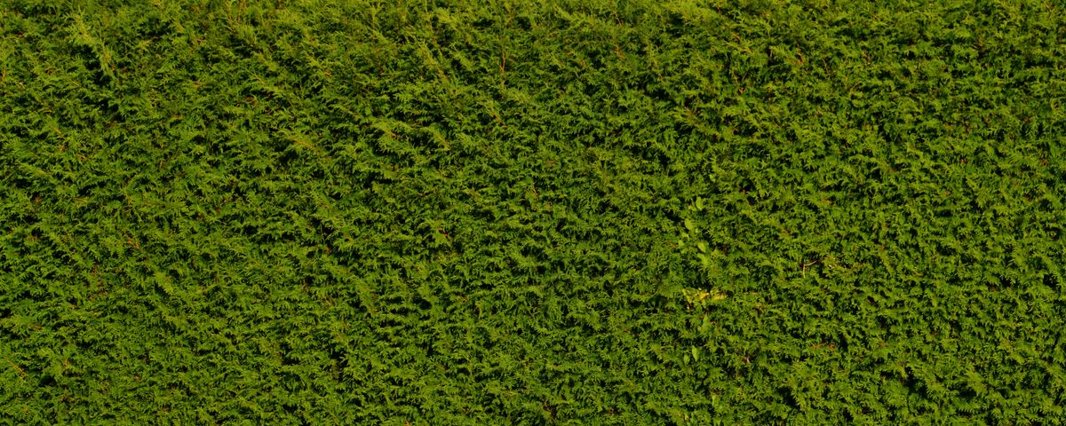 Dichte, geschnittene Thuja-Hecke
