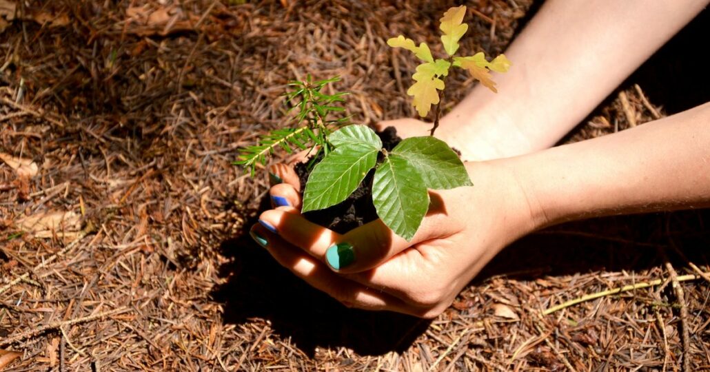 Rotbuche im Garten richtig schneiden Baumpflegeportal