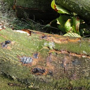 Stammabschnitt einer Kastanie mit schwarzen Flecken auf der Rinde