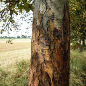 Stamm einer Kastanie mit braunen und schwarzen Flecken, sowie großen Rissen