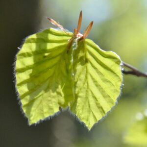 Zwei junge Buchenblätter im Licht