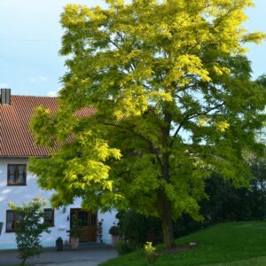 Baum vor einem Haus