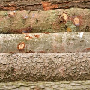 Holzstämme verschiedener Baumarten