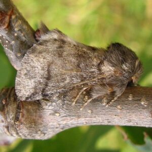 Grau-Brauner Falter des Eichenprozessionsspinners auf einem Ast