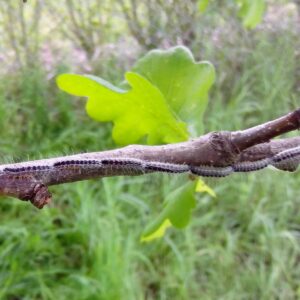 Die Prozession der Raupen mit langen weißen Haaren hintereinander über einen Ast