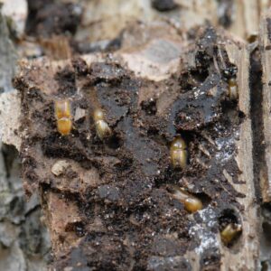 Hellbraune Käfer in kleinen Gängen einer Fichtenrinde
