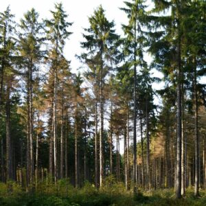 Fichten mit braunen lichten Kronen im Wald