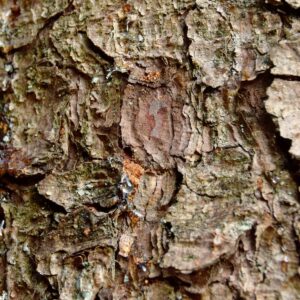 Rinde einer Fichte mit Bohrloch des Borkenkäfers und braunem Bohrmehl