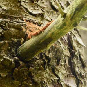 Auf einer Spinnenwebe zwischen Ast und Stamm liegt braunes Holzmehl