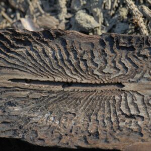 Rückseite einer Fichtenrinde mit zentralen Fraßgang von dem zahlreiche Seitenarme abgehen