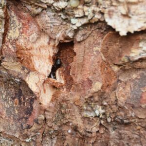 Kleine schwarze Käfer unter der Rinde einer Fichte