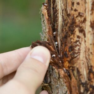 Unter der Rinde leben zahllose weiße Larven