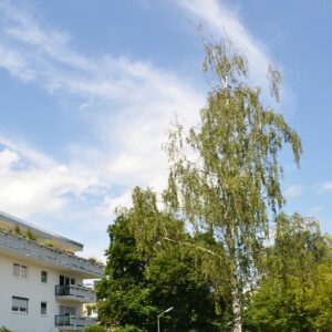 Kranke Birke neben einem Haus in der Stadt