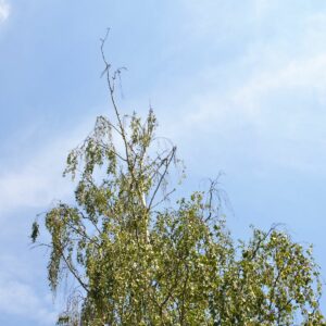 Birkenkrone mit totem Wipfel