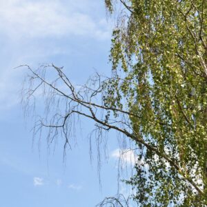 Birkenkrone hervorstehendem Totast