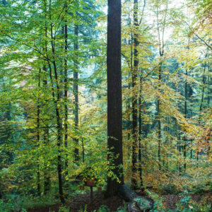 Stammfuß von Deutschlands höchstem Baum im Buchenwald