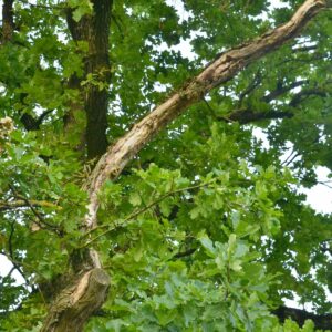 Alter toter Ast in der Krone eines Baumes