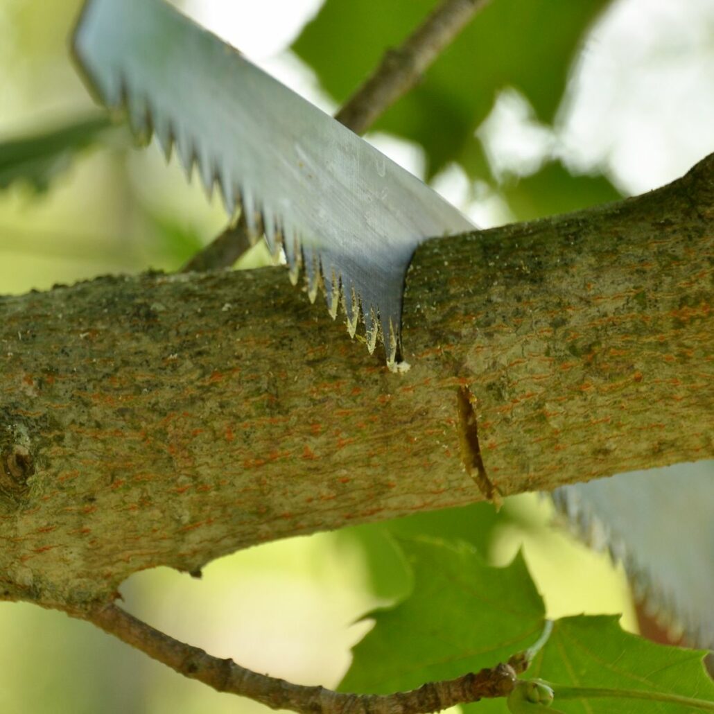 Gehölzschnitt: Was bedeutet auf Astring schneiden? - Baumpflegeportal
