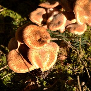 Dunkelbrauner Pilz mit Schuppen auf dem Waldboden