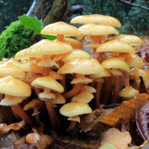 Hallimasch: glänzend goldgelbe kleine Pilze im Herbstlaub