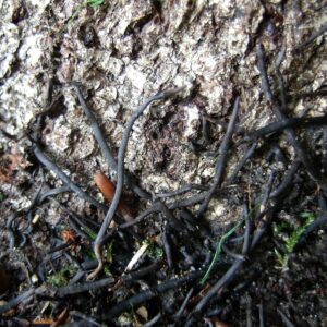 Hallimasch: schwarze, wurzelähnliche Stränge am Stammfuss eines Baumes