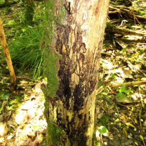 Baum ohne Rinde mit schwarzem Pilzgeflecht an der Oberfläche