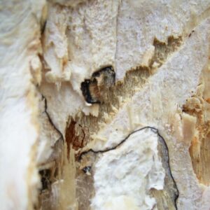 Holz ist mit weißen Geflecht überzogen