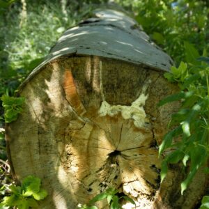 Umgesägter Buchenstamm ist im Inneren morsch und von weißem Myzel durchsetzt