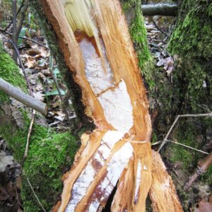 Hallimasch: Hinter der abgeschlagenen Rinde eines Baumes ist ein weißes Geflecht.