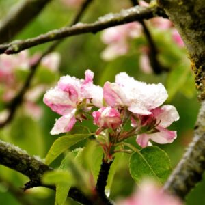 Apfelblüte und junge Blätter mit Schnee an einem Zweig