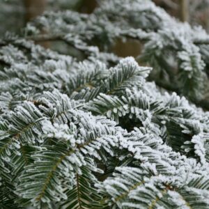 Nadelbaumzweige mit weißem Reif auf den Nadeln