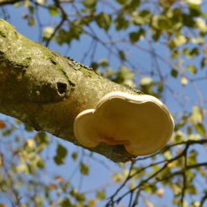 Birkenporling an einem abgebrochenen Birkenast