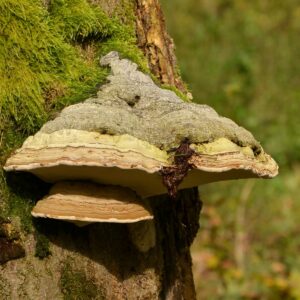 Zunderschwamm an einem alten Stamm mit Moos auf der Rinde