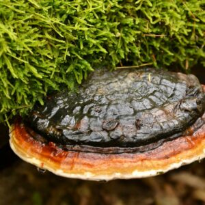 Rotrandiger Baumschwamm an moosbewachsenem Stamm in den Farben schwarz, rot und weiß
